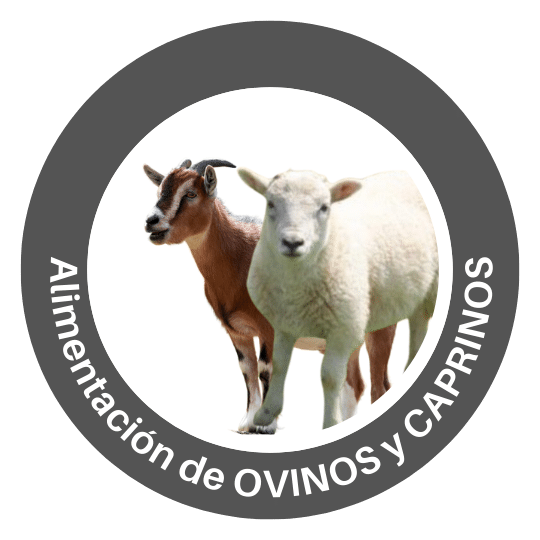 Alimentación de Cabras y Ovejas con Cubos de Alfalfa