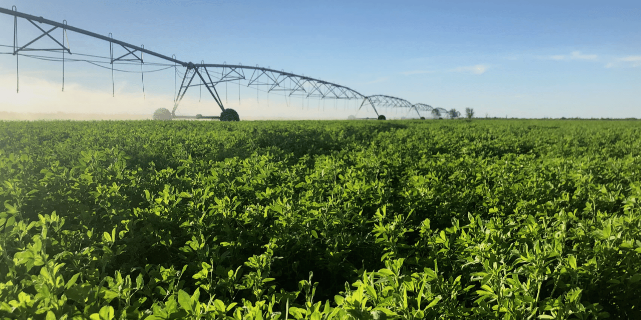 Campos de Alfalfa con riego artificial