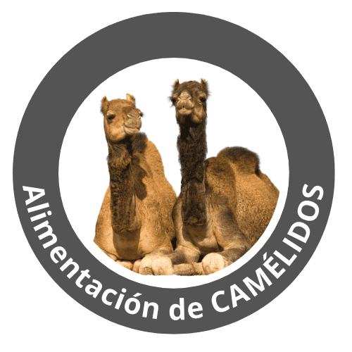 Alimentación de Camellos con alfalfa secada al sol ALFAVITA